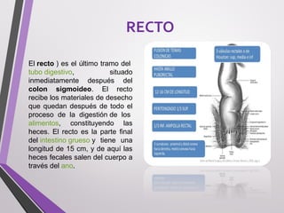 RECTO
El recto ) es el último tramo del 
tubo digestivo,  situado 
inmediatamente  después  del 
colon sigmoideo.  El  recto 
recibe los materiales de desecho 
que quedan después de todo el 
proceso  de  la  digestión de  los 
alimentos,  constituyendo  las 
heces.  El  recto  es  la  parte  final 
del intestino grueso y  tiene  una 
longitud de 15 cm, y de aquí las 
heces fecales salen del cuerpo a 
través del ano.
 