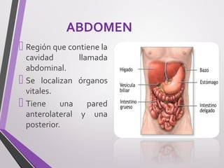 ABDOMEN
 Región que contiene la
cavidad llamada
abdominal.
 Se localizan órganos
vitales.
 Tiene una pared
anterolateral y una
posterior.
 