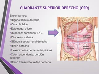 CUADRANTE SUPERIOR DERECHO (CSD)
Encontramos: 
❖Hígado: lóbulo derecho
❖Vesícula biliar
❖Estomago: píloro
❖Duodeno: porciones 1 a 3 
❖Páncreas: cabeza
❖Glándula suprarrenal derecha
❖Riñón derecho 
❖Flexura cólica derecha (hepática)
❖Colon ascendente: porción 
superior
❖Colon transverso: mitad derecha
 