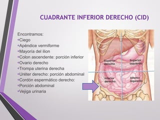 CUADRANTE INFERIOR DERECHO (CID)
Encontramos:
❖Ciego
❖Apéndice vermiforme
❖Mayoría del ilion
❖Colon ascendente: porción inferior
❖Ovario derecho
❖Trompa uterina derecha
❖Uréter derecho: porción abdominal
❖Cordón espermático derecho:
❖Porción abdominal
❖Vejiga urinaria
 
