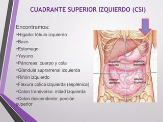 CUADRANTE SUPERIOR IZQUIERDO (CSI)
Encontramos:
❖Hígado: lóbulo izquierdo
❖Bazo
❖Estomago
❖Yeyuno
❖Páncreas: cuerpo y cola
❖Glándula suprarrenal izquierda
❖Riñón izquierdo
❖Flexura cólica izquierda (esplénica)
❖Colon transverso: mitad izquierda 
❖Colon descendente: porción 
superior
 