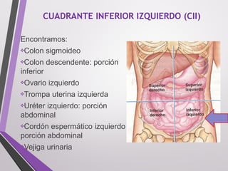 CUADRANTE INFERIOR IZQUIERDO (CII)
Encontramos: 
❖Colon sigmoideo
❖Colon descendente: porción 
inferior 
❖Ovario izquierdo
❖Trompa uterina izquierda
❖Uréter izquierdo: porción 
abdominal
❖Cordón espermático izquierdo 
porción abdominal
❖Vejiga urinaria
 