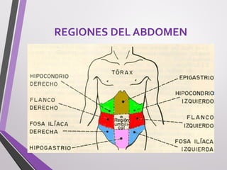 REGIONES DEL ABDOMEN
 