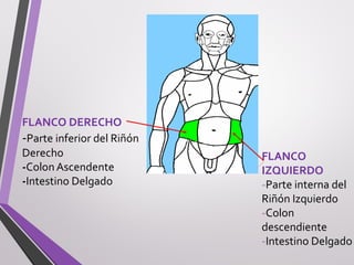 FLANCO DERECHO
-Parte inferior del Riñón
Derecho
-Colon Ascendente
-Intestino Delgado
FLANCO
IZQUIERDO
-Parte interna del
Riñón Izquierdo
-Colon
descendiente
-Intestino Delgado
 