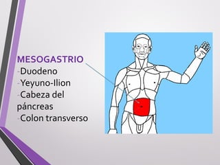 MESOGASTRIO
-Duodeno
-Yeyuno-Ilion
-Cabeza del
páncreas
-Colon transverso
 