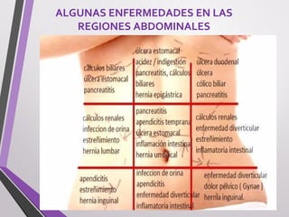 ALGUNAS ENFERMEDADES EN LAS
REGIONES ABDOMINALES
 