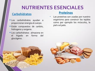 NUTRIENTES ESENCIALES
Carbohidratos
• Los carbohidratos ayudan a
proporcionar energía al cuerpo.
• Están compuestos de carbón,
hidrogeno y oxigeno.
• Los carbohidratos almacena en
el hígado en forma del
glucógeno.
Proteínas
• Las proteínas son usadas por nuestro
organismo para construir los tejidos
como por ejemplo los músculos, la
piel o el pelo.
 