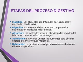 ETAPAS DEL PROCESO DIGESTIVO
• Ingestión: Los alimentos son triturados por los dientes y
mezclados con la saliva.
• Digestión: Las enzimas de los jugos descomponen los
nutrientes en moléculas más sencillas.
• Absorción: Las moléculas sencillas atraviesan las paredes del
tubo y son transportadas por la sangre.
• Asimilación: Las células utilizan los nutrientes para obtener
energía o fabricar nuevas moléculas.
• Defecación: Las sustancias no digeridas o no absorbidas son
eliminadas por el ano.
 
