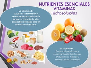 NUTRIENTES ESENCIALES
VITAMINAS
Hidrosolubles
La Vitamina C:
Es esencial para formar y
conservar los dientes, huesos,
articulaciones, músculos,
encías y tejidos conectivos
La Vitamina B:
Ayudan a la formación y
conservación normales de la
sangre, el crecimiento y los
desarrollos normales para un
sistema nervioso sano.
 
