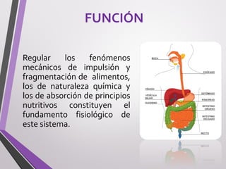 FUNCIÓN
Regular los fenómenos
mecánicos de impulsión y
fragmentación de alimentos,
los de naturaleza química y
los de absorción de principios
nutritivos constituyen el
fundamento fisiológico de
este sistema.
 