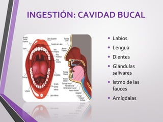 INGESTIÓN: CAVIDAD BUCAL
• Labios
• Lengua
• Dientes
• Glándulas
salivares
• Istmo de las
fauces
• Amígdalas
 