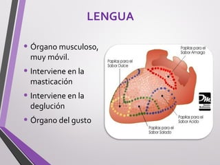 LENGUA
• Órgano musculoso,
muy móvil.
• Interviene en la
masticación
• Interviene en la
deglución
• Órgano del gusto
 