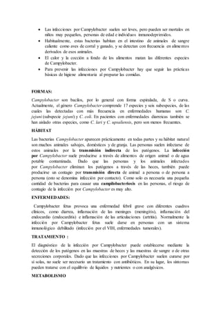  Las infecciones por Campylobacter suelen ser leves, pero pueden ser mortales en
niños muy pequeños, personas de edad e individuos inmunodeprimidos.
 Habitualmente, estas bacterias habitan en el intestino de animales de sangre
caliente como aves de corral y ganado, y se detectan con frecuencia en alimentos
derivados de esos animales.
 El calor y la cocción a fondo de los alimentos matan las diferentes especies
de Campylobacter.
 Para prevenir las infecciones por Campylobacter hay que seguir las prácticas
básicas de higiene alimentaria al preparar las comidas.
FORMAS:
Campylobacter son bacilos, por lo general con forma espiralada, de S o curva.
Actualmente, el género Campylobacter comprende 17 especies y seis subespecies, de las
cuales las detectadas con más frecuencia en enfermedades humanas son C.
jejuni (subspecie jejuni) y C. coli. En pacientes con enfermedades diarreicas también se
han aislado otras especies, como C. lari y C. upsaliensis, pero son menos frecuentes.
HÁBITAT
Las bacterias Campylobacter aparecen prácticamente en todas partes y su hábitat natural
son muchos animales salvajes, domésticos y de granja. Las personas suelen infectarse de
estos animales por la transmisión indirecta de los patógenos. La infección
por Campylobacter suele producirse a través de alimentos de origen animal o de agua
potable contaminada. Dado que las personas y los animales infectados
por Campylobacter eliminan los patógenos a través de las heces, también puede
producirse un contagio por transmisión directa de animal a persona o de persona a
persona (esto se denomina infección por contacto). Como solo es necesaria una pequeña
cantidad de bacterias para causar una campilobacteriosis en las personas, el riesgo de
contagio de la infección por Campylobacter es muy alto.
ENFERMEDADES:
Campylobacter fetus provoca una enfermedad febril grave con diferentes cuadros
clínicos, como diarrea, inflamación de las meninges (meningitis), inflamación del
endocardio (endocarditis) e inflamación de las articulaciones (artritis). Normalmente la
infección por Campylobacter fetus suele darse en personas con un sistema
inmunológico debilitado (infección por el VIH, enfermedades tumorales).
TRATAMIENTO :
El diagnóstico de la infección por Campylobacter puede establecerse mediante la
detección de los patógenos en las muestras de heces y las muestras de sangre o de otras
secreciones corporales. Dado que las infecciones por Campylobacter suelen curarse por
sí solas, no suele ser necesario un tratamiento con antibióticos. En su lugar, los síntomas
pueden tratarse con el equilibrio de líquidos y nutrientes o con analgésicos.
METABOLISMO
 