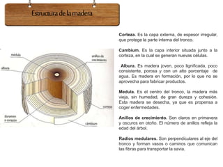 Estructuradelamadera
Corteza. Es la capa externa, de espesor irregular,
que protege la parte interna del tronco.
Cambium. Es la capa interior situada junto a la
corteza, en la cual se generan nuevas células.
Albura. Es madera joven, poco lignificada, poco
consistente, porosa y con un alto porcentaje de
agua. Es madera en formación, por lo que no se
aprovecha para fabricar productos.
Medula. Es el centro del tronco, la madera más
vieja, sin humedad, de gran dureza y cohesión.
Esta madera se desecha, ya que es propensa a
coger enfermedades.
Anillos de crecimiento. Son claros en primavera
y oscuros en otoño. El número de anillos refleja la
edad del árbol.
Radios medulares. Son perpendiculares al eje del
tronco y forman vasos o caminos que comunican
las fibras para transportar la savia.
 