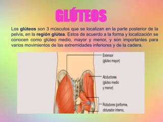 GLÚTEOS
Los glúteos son 3 músculos que se localizan en la parte posterior de la
pelvis, en la región glútea. Estos de acuerdo a la forma y localización se
conocen como glúteo medio, mayor y menor, y son importantes para
varios movimientos de las extremidades inferiores y de la cadera.
 