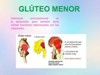 GLÚTEO MENOR
Interviene principalmente en
la abducción, pero también tiene
ciertas funciones relacionadas con las
rotaciones.
 