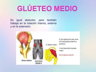 GLÚETEO MEDIO
Es igual abductor, pero también
trabaja en la rotación interna, externa
y en la extensión.
 