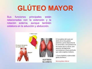 GLÚTEO MAYOR
Sus funciones principales están
relacionadas con la extensión y la
rotación externa, aunque también
colabora en la aducción y abducción.
 