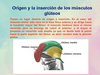 Tienen un lugar distinto de origen e inserción. En el caso, del
músculo menor este nace en la fosa ilíaca externa y se dirige hacia
el trocánter mayor del fémur; el músculo mediano tiene el mismo
recorrido pero se encarga de cubrir al anterior; y el mayor si
presenta un recorrido más amplio ya que va desde toda la pelvis
hasta la parte superior del fémur, es decir recubre toda la porción
glútea.
 