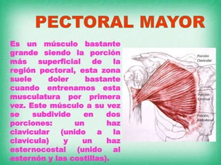 Es un músculo bastante
grande siendo la porción
más superficial de la
región pectoral, esta zona
suele doler bastante
cuando entrenamos esta
musculatura por primera
vez. Este músculo a su vez
se subdivide en dos
porciones: un haz
clavicular (unido a la
clavícula) y un haz
esternocostal (unido al
esternón y las costillas).
 