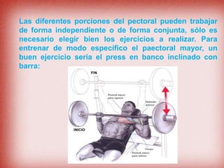 Las diferentes porciones del pectoral pueden trabajar
de forma independiente o de forma conjunta, sólo es
necesario elegir bien los ejercicios a realizar. Para
entrenar de modo específico el paectoral mayor, un
buen ejercicio sería el press en banco inclinado con
barra:
 