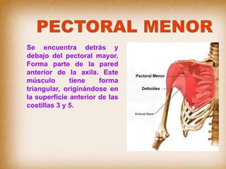 Se encuentra detrás y
debajo del pectoral mayor.
Forma parte de la pared
anterior de la axila. Este
músculo tiene forma
triangular, originándose en
la superficie anterior de las
costillas 3 y 5.
 