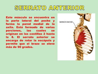 Este músculo se encuentra en
la parte lateral del pecho y
forma la pared medial de la
axila. Está formado de varias
porciones, las cuales se
originan en las costillas 2 hasta
la 8. El serrato anterior se
encarga de rotar la escápula y
permite que el brazo se eleve
más de 90 grados.
 