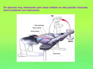 Un ejercicio muy interesante para hacer énfasis en esta porción muscular,
sería el pullover con mancuerna:
 