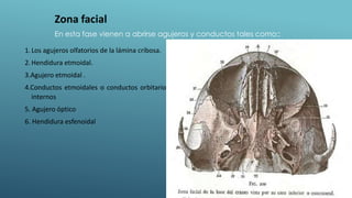 1.Los agujeros olfatorios de la lámina cribosa.
2.Hendidura etmoidal.
3.Agujero etmoidal .
4.Conductos etmoidales o conductos orbitarios
internos
5. Agujero óptico
6. Hendidura esfenoidal
Zona facial
En esta fase vienen a abrirse agujeros y conductos tales como::
 
