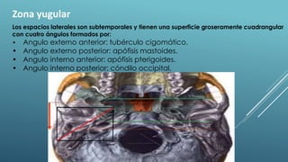 Zona yugular
Los espacios laterales son subtemporales y tienen una superficie groseramente cuadrangular
con cuatro ángulos formados por:
• Angulo externo anterior: tubérculo cigomático.
• Angulo externo posterior: apófisis mastoides.
• Angulo interno anterior: apófisis pterigoides.
• Angulo interno posterior: cóndilo occipital.
 