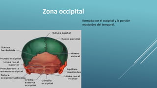 Zona occipital
formada por el occipital y la porción
mastoidea del temporal.
 