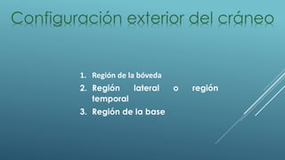 Configuración exterior del cráneo
1. Región de la bóveda
2. Región lateral o región
temporal
3. Región de la base
 