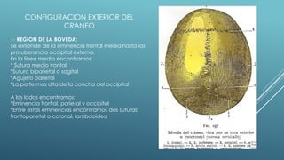 CONFIGURACION EXTERIOR DEL
CRANEO
1- REGION DE LA BOVEDA:
Se extiende de la eminencia frontal media hasta las
protuberancia occipital externa.
En la línea media encontramos:
* Sutura medio frontal
*Sutura biparietal o sagital
*Agujero parietal
*La parte mas alta de la concha del occipital
A los lados encontramos:
*Eminencia frontal, parietal y occipital
*Entre estas eminencias encontramos dos suturas:
frontoparietal o coronal, lambdoidea
 