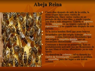 Abeja Reina Cinco días después de salir de la celda, la reina virgen hace unos vuelos de fecundación. Hace varios vuelos en un período de dos o tres días, y puede copular con diez o más zánganos. Guarda el  esperma  de los  zánganos  en un órgano especial, la  espermateca , y no copula más después de este periodo Es la única hembra fértil que pone huevos  fecundados que dan origen a abejas  obreras   infértiles  y pone huevos no fecundados que dan origen a  zánganos   fértiles , por un mecanismo denominado  partenogénesis . Comienza a desovar en primavera. Esto es probablemente activado por las floraciones de las que liban el néctar, abundantes ya en esta época. No abandona la  colmena , salvo durante los  vuelos de fecundación , o cuando se produce un  enjambre  para dar lugar a una nueva colonia.  