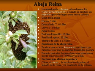 Abeja Reina No abandona la  colmena , salvo durante los  vuelos de fecundación , o cuando se produce un  enjambre  para dar lugar a una nueva colonia Ciclo de la reina Huevo: 3 días Operculado: 7  1/2  días  Larva: 5  1/2  días  Pupa: 8 días Período desarrollo: 16 días  Fertilidad: aprox. 23 días Tiempo de vida: 2 a 3 años Funciones de la abeja reina Produce una serie de  feromonas  que tienen por función evitar que las obreras desarrollen postura   Durante periodos favorecedores una reina buena puede poner más de 1500 huevos al día.  Factores que afectan la postura Clima, el  néctar  ,  la recolección de polen, el tamaño de la reina, y la condición de la colonia.   