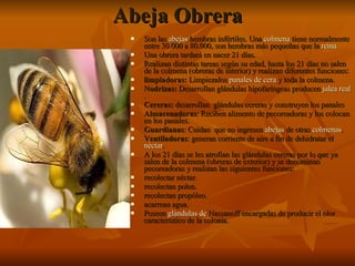 Abeja Obrera Son las  abejas  hembras infértiles. Una  colmena  tiene normalmente entre 30.000 a 80.000, son hembras más pequeñas que la  reina Una obrera tardará en nacer 21 días.  Realizan distintas tareas según su edad, hasta los 21 días no salen de la colmena (obreras de interior) y realizan diferentes funciones: limpiadoras:  Limpiezalos  panales de cera  y toda la colmena.  Nodrizas:  Desarrollan glándulas hipofaríngeas producen  jalea real .  Cereras:  desarrollan  glándulas cereras y construyen los panales  Almacenadoras : Reciben alimento de pecoreadoras y los colocan en los panales.  Guardianas : Cuidan  que no ingresen  abejas  de otras  colmenas .  Ventiladoras : generan corriente de aire a fin de dehidratar el  néctar .  A los 21 días se les atrofian las glándulas cereras por lo que ya salen de la colmena (obreras de exterior) y se denominan pecoreadoras y realizan las siguientes funciones: recolectar néctar.  recolectan polen.  recolectan propóleo.  acarrean agua.   Poseen  glándulas de  Nassanoff  encargadas de producir el olor característico de la colonia.  