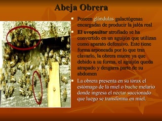 Abeja Obrera Poseen  glándulas  galactógenas  encargadas de producir la jaléa real  El ovopositor  atrofiado se ha convertido en un aguijón que utilizan como aparato defensivo. Este tiene forma arponeada por lo que tras clavarlo, la obrera muere ya que debido a su forma, el aguijón queda atrapado y desgarra parte de su abdomen La obrera presenta en su tórax el estómago de la miel o  buche  melario  donde ingresa el  néctar  succionado que luego se transforma en miel. 
