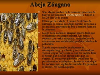 Abeja Zángano Son  abejas machos de la colmena; proceden de huevos sin fecundar ( partenogénesis ). Nacen a los 24 días de la puesta   El tiempo de vida de  3 meses. Si el flujo de alimento es escaso las abejas obreras expulsan a los machos, muriendo de frío o hambre fuera de la colmenas Luego de la cópula el zángano muere dado que se desprende su aparato genital. Las reinas copulan con varios zánganos, asegurándose de esta manera una variabilidad genética debido a la poliandria. Son de mayor tamaño, su abdomen es rectangular largo y robusto y su vuelo ruidoso.  Tienen lengua muy corta lo cual les impide libar el néctar, por ello son alimentados por las obreras. El no poseer glándulas odoríferas les permite entrar a cualquier colmena en virtud que las nodrizas que vigilan las entradas les permiten el acceso. No tienen aguijón. 