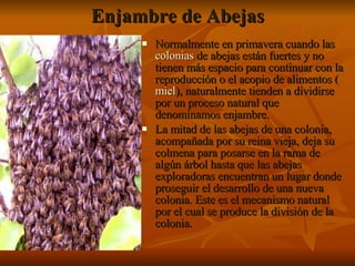Enjambre de Abejas Normalmente en primavera cuando las  colonias  de abejas están fuertes y no tienen más espacio para continuar con la reproducción o el acopio de alimentos ( miel ), naturalmente tienden a dividirse por un proceso natural que denominamos enjambre.  La mitad de las abejas de una colonia, acompañada por su reina vieja, deja su colmena para posarse en la rama de algún árbol hasta que las abejas exploradoras encuentran un lugar donde proseguir el desarrollo de una nueva colonia. Este es el mecanismo natural por el cual se produce la división de la colonia. 
