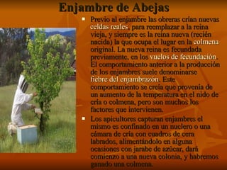 Enjambre de Abejas Previo al enjambre las obreras crían nuevas  celdas reales , para reemplazar a la reina vieja, y siempre es la reina nueva (recién nacida) la que ocupa el lugar en la  colmena  original. La nueva reina es fecundada previamente, en los  vuelos de fecundación . El comportamiento anterior a la producción de los enjambres suele denominarse  fiebre del enjambrazón . Este comportamiento se creía que provenía de un aumento de la temperatura en el nido de cría o colmena, pero son muchos los factores que intervienen. Los apicultores capturan enjambres el mismo es confinado en un nuclero o una cámara de cría con cuadros de cera labrados, alimentándolo en alguna ocasiones con jarabe de azúcar, dará comienzo a una nueva colonia, y habremos ganado una colmena.  