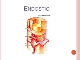 Exposicion celulas-matriz-e-histogenesis | PPTX
