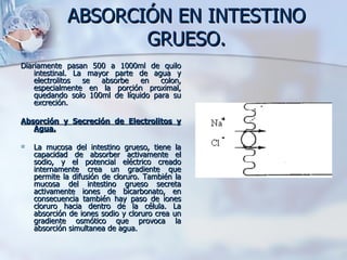 ABSORCIÓN EN INTESTINO GRUESO. Diariamente pasan 500 a 1000ml de quilo intestinal. La mayor parte de agua y electrolitos se absorbe en colon, especialmente en la porción proximal, quedando solo 100ml de líquido para su excreción. Absorción y Secreción de Electrolitos y Agua. La mucosa del intestino grueso, tiene la capacidad de absorber activamente el sodio, y el potencial eléctrico creado internamente crea un gradiente que permite la difusión de cloruro. También la mucosa del intestino grueso secreta activamente iones de bicarbonato, en consecuencia también hay paso de iones cloruro hacia dentro de la célula. La absorción de iones sodio y cloruro crea un gradiente osmótico que provoca la absorción simultanea de agua. 