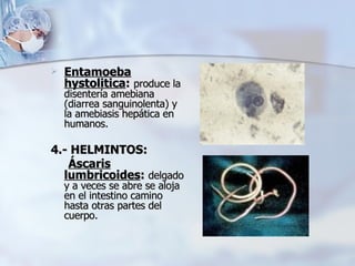 Entamoeba hystolitica :   produce la disentería amebiana (diarrea sanguinolenta) y la amebiasis hepática en humanos. 4.- HELMINTOS:  Áscaris lumbricoides :   delgado y a veces se abre se aloja en el intestino camino hasta otras partes del cuerpo.  