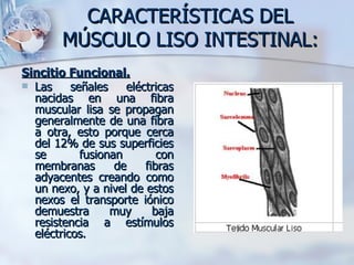 CARACTERÍSTICAS DEL MÚSCULO LISO INTESTINAL: <ul><li>Sincitio Funcional. </li></ul><ul><li>Las señales eléctricas nacidas ...