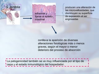 G. lamblia adherirse y fijarse al epitelio intestinal producen una alteración de las microvellosidades, que disminuyen su ...
