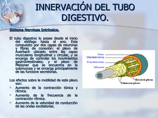 INNERVACIÓN DEL TUBO DIGESTIVO. <ul><li>Sistema Nervioso Intrínsico. </li></ul><ul><li>El tubo digestivo lo posee desde el...