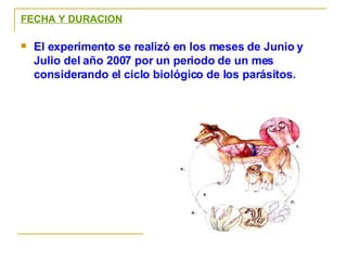 FECHA Y DURACION El experimento se realizó en los meses de Junio y Julio del año 2007 por un periodo de un mes considerando el ciclo biológico de los parásitos. 
