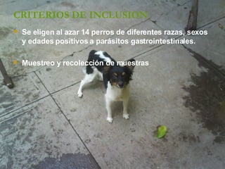 CRITERIOS DE INCLUSION Se eligen al azar 14 perros de diferentes razas, sexos y edades positivos a parásitos gastrointestinales. Muestreo y recolección de muestras 