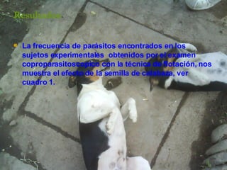 Resultados La frecuencia de parásitos encontrados en los sujetos experimentales  obtenidos por el examen coproparasitoscopico con la técnica de flotación, nos muestra el efecto de la semilla de calabaza, ver cuadro 1. 