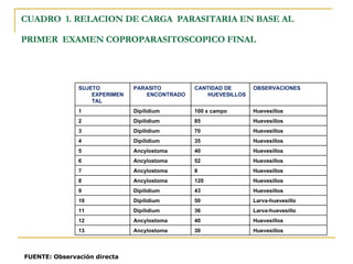 CUADRO  1. RELACION DE CARGA  PARASITARIA EN BASE AL PRIMER  EXAMEN COPROPARASITOSCOPICO FINAL   FUENTE: Observación directa Huevesillos  30 Ancylostoma 13 Huevesillos  40 Ancylostoma 12 Larva-huevesillo 36 Dipilidium 11 Larva-huevesillo 50 Dipilidium 10 Huevesillos 43 Dipilidium 9 Huevesillos 120 Ancylostoma 8 Huevesillos 8 Ancylostoma 7 Huevesillos 52 Ancylostoma 6 Huevesillos 40 Ancylostoma 5 Huevesillos 35 Dipilidium 4 Huevesillos 70 Dipilidium 3 Huevesillos 85 Dipilidium 2 Huevesillos 100 x campo Dipilidium 1 OBSERVACIONES CANTIDAD DE HUEVESILLOS PARASITO ENCONTRADO SUJETO EXPERIMENTAL 